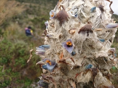 Puya clava-herculis
