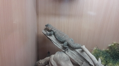 Uromastyx ocellata