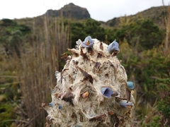 Puya clava-herculis