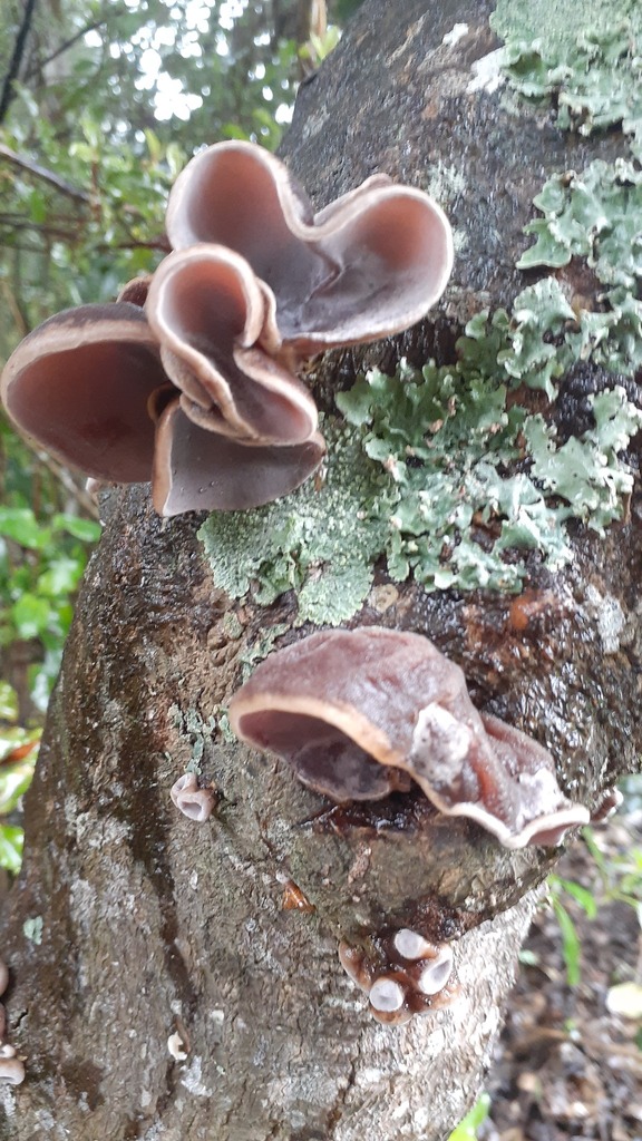 Auricularia cornea · April 2025 · photo: © aardvark04 (iNaturalist, cc0)