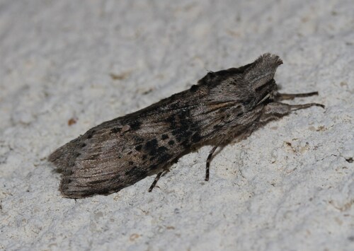 Cucullia absinthii