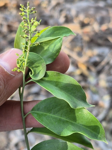 Agonandra racemosa