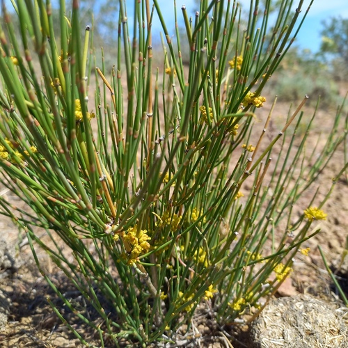 Ephedra intermedia (Ephedra intermedia)