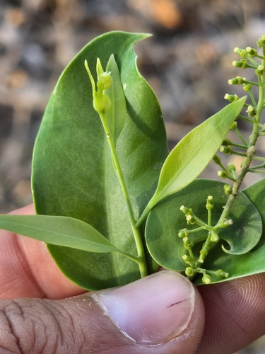 Agonandra racemosa, photograph 3