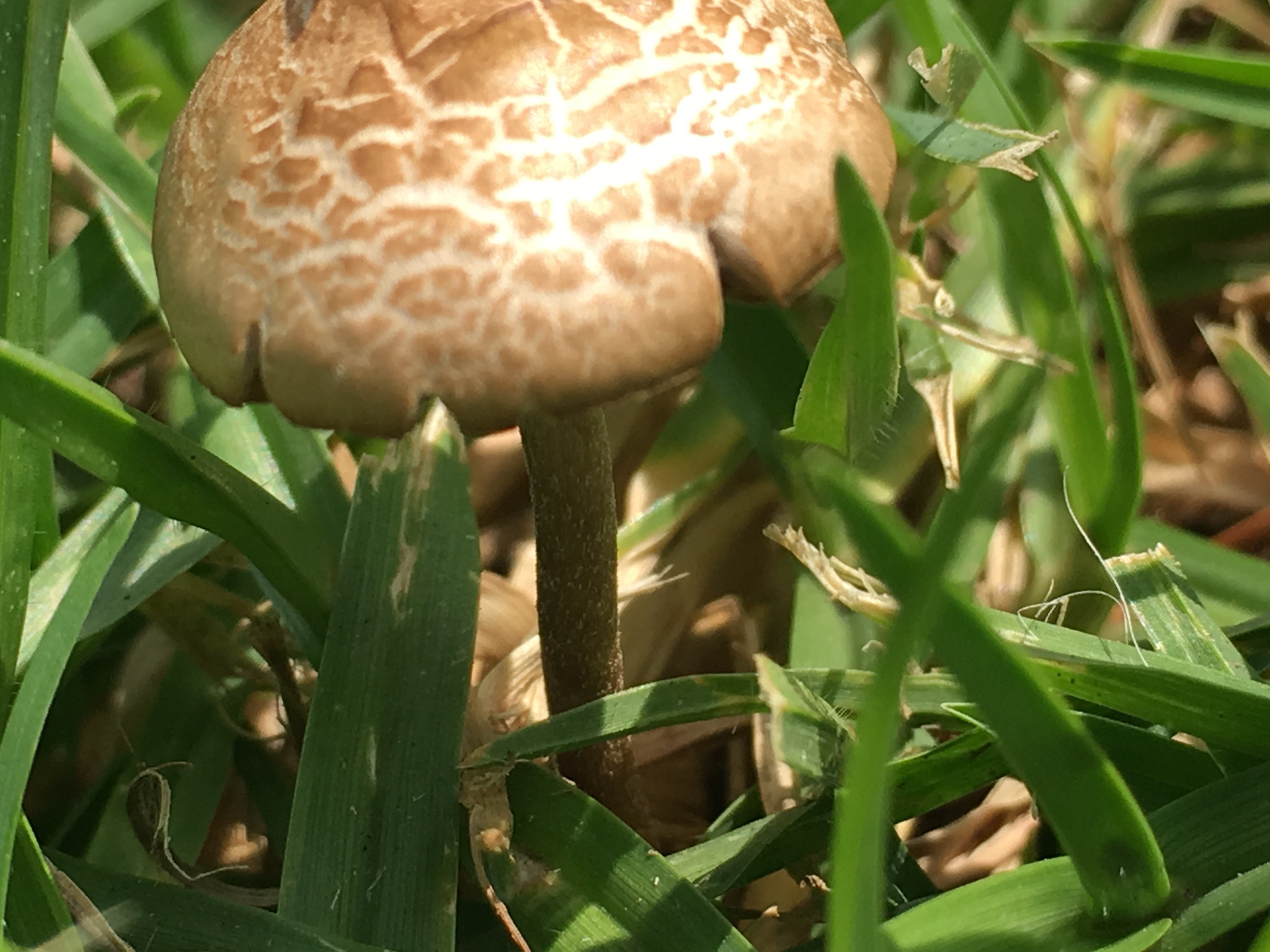 Panaeolina foenisecii image