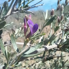 Shortpod milkvetch (Astragalus brachypus)