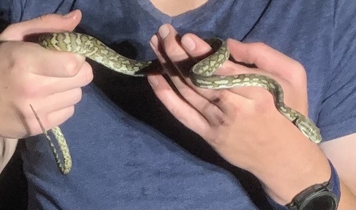 Coastal Carpet Python sighting