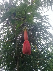 Passiflora sanctae-barbarae