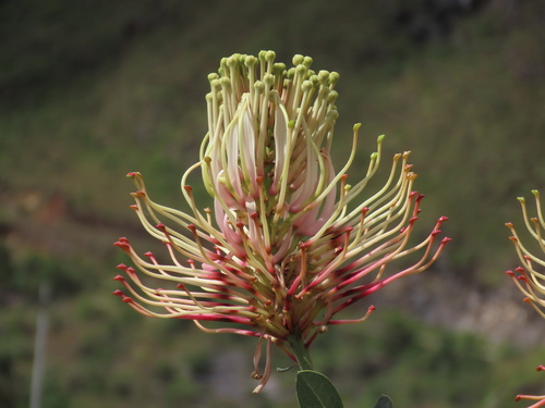 Oreocallis grandiflora, photograph 4