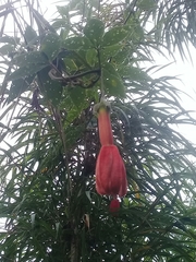 Passiflora sanctae-barbarae