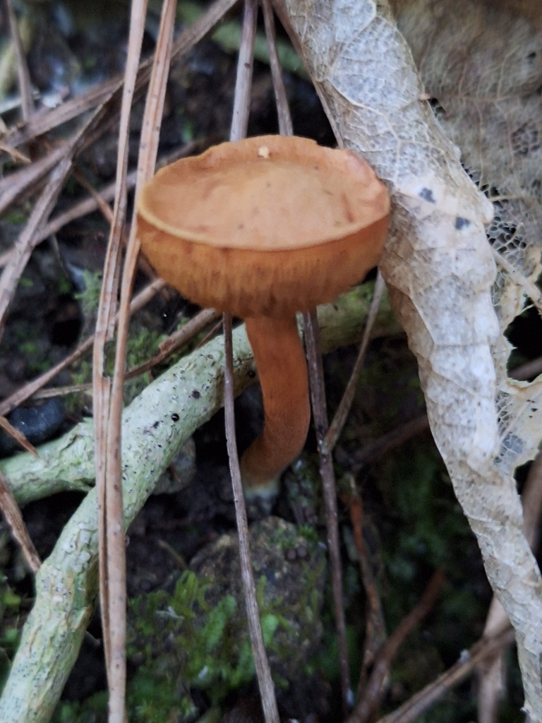 Chalciporus piperatus · April 2025 · photo: © heidimeudt (iNaturalist, cc-by)