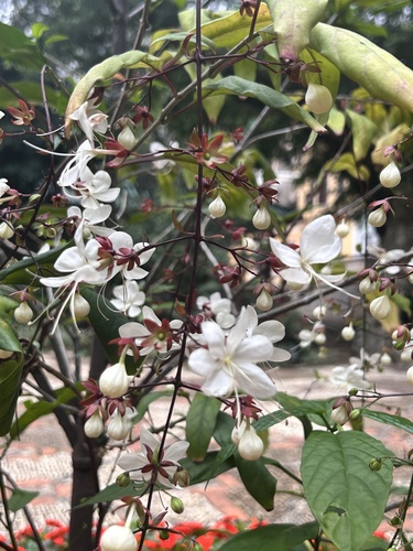 Clerodendrum laevifolium observed 2025-04-27
