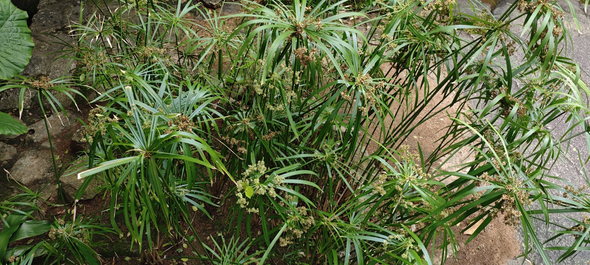 Imagem de Cacto-orquídea