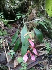 Masdevallia rosea