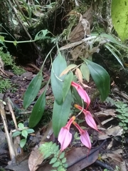 Masdevallia rosea