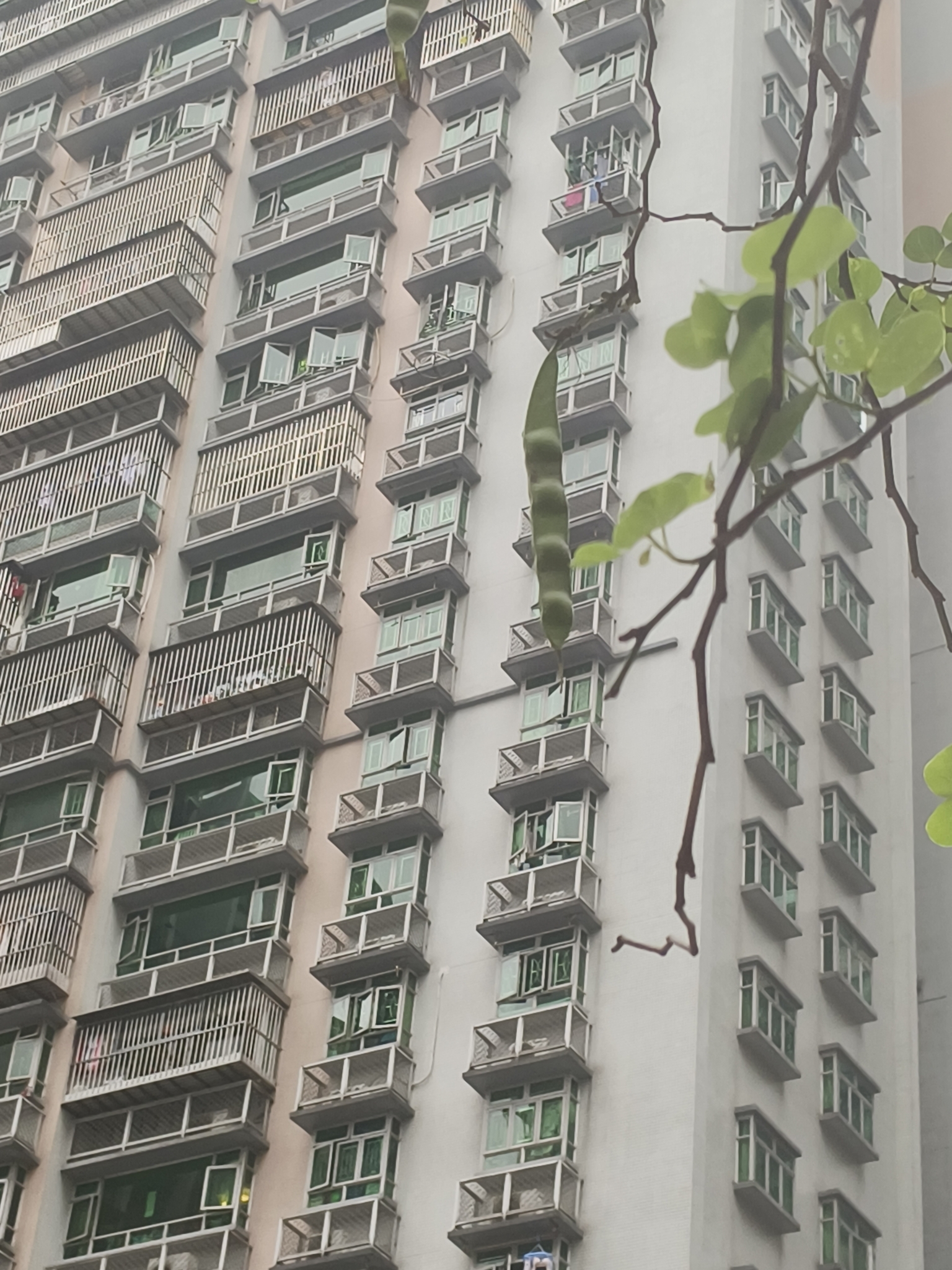 Imagem de Sementes-de-macaco