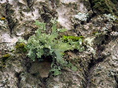 Ramalina sinensis