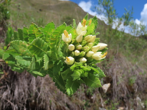 Cantua quercifolia (Cantua quercifolia)
