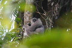 Hylobates moloch