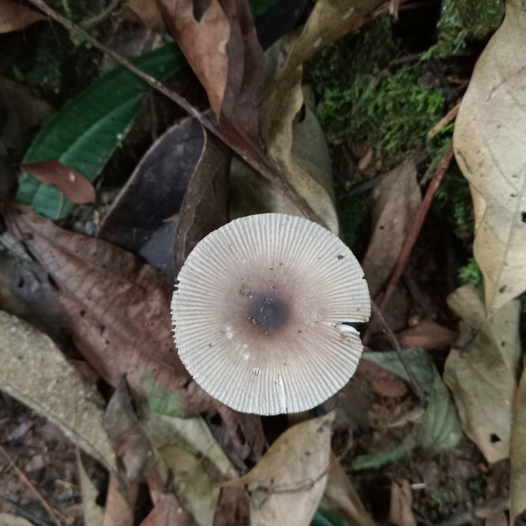 Bolbitius aleuriatus · April 2025 · photo: © alfredium (iNaturalist, cc-by)