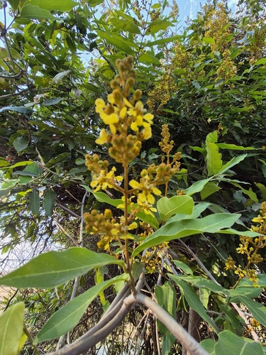 Image of Heteropterys laurifolia by no rights reserved