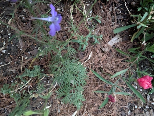 Image of Delphinium ajacis by (c) Jake Rehage, some rights reserved (CC BY)