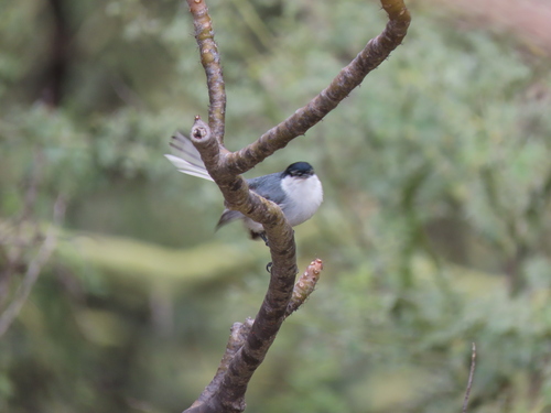 Tropical Gnatcatcher (Marañon)