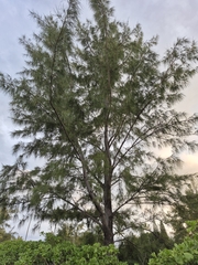Casuarina equisetifolia, recorded fruiting