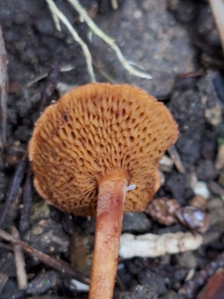 Chalciporus piperatus · April 2025 · photo: © heidimeudt (iNaturalist, cc-by)