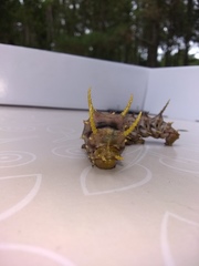 Citheronia sepulcralis