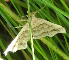 Phalaenophana pyramusalis