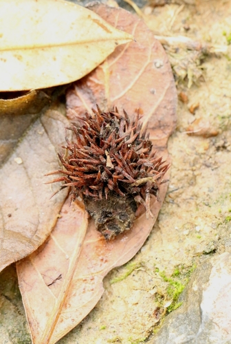 Castanopsis concinna, photograph 3