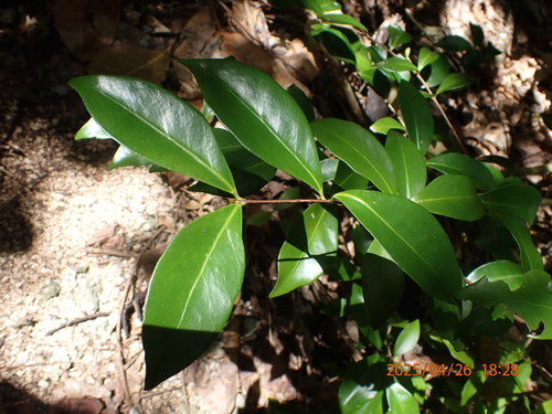 Agatelang (Eugenia palumbis)