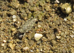 Paratettix cucullatus