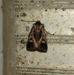 Feltia subgothica