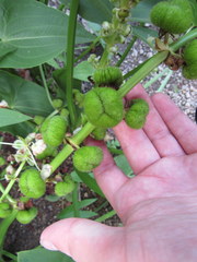 Sagittaria brevirostra