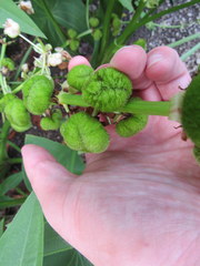 Sagittaria brevirostra