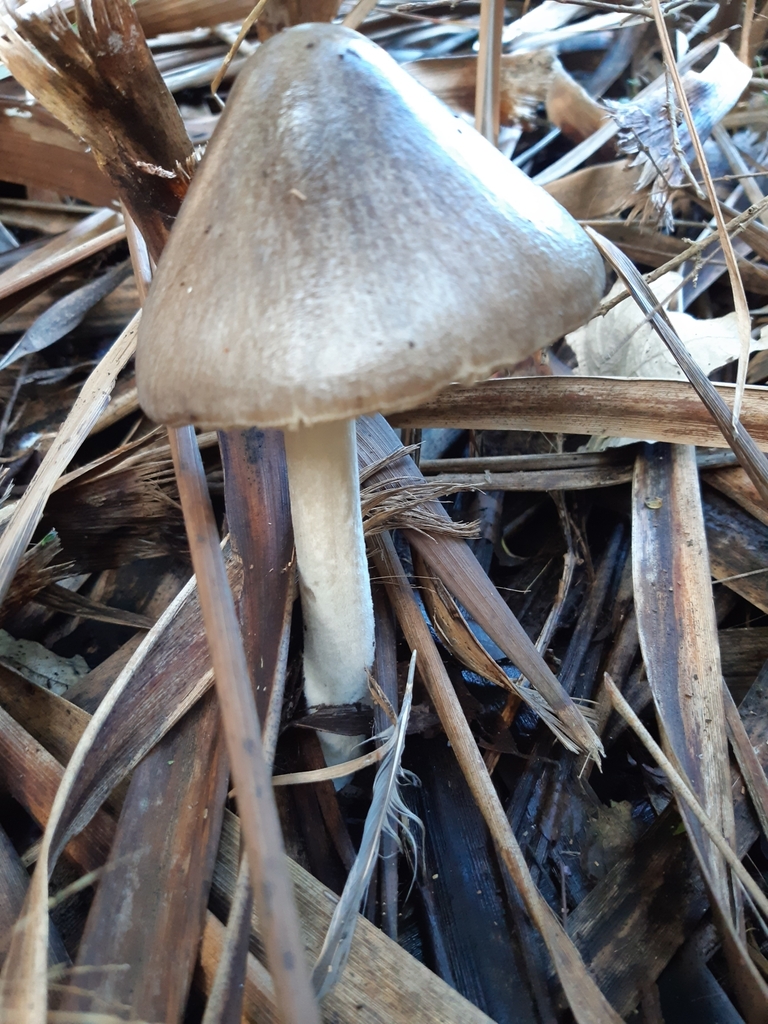 Volvopluteus gloiocephalus · April 2025 · photo: © eleanor_bissell (iNaturalist, cc-by)