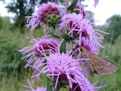 Atalopedes campestris huron