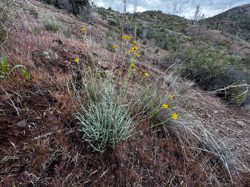 Jepson's woolly sunflower (Eriophyllum jepsonii)