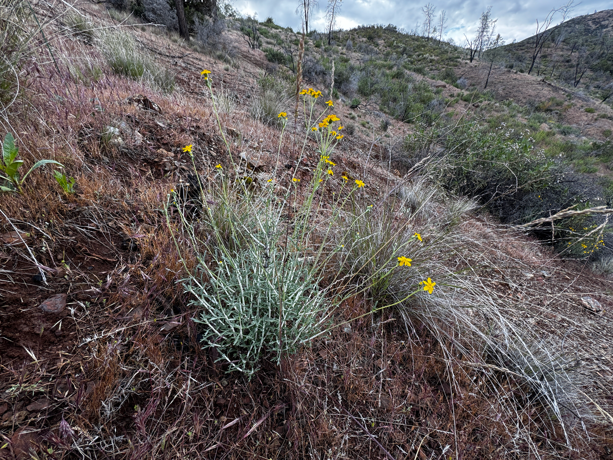 Jepson's Woolly Sunflower (Eriophyllum jepsonii)