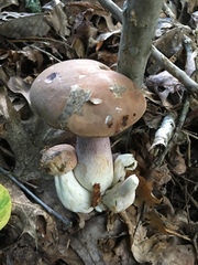 Tylopilus violatinctus