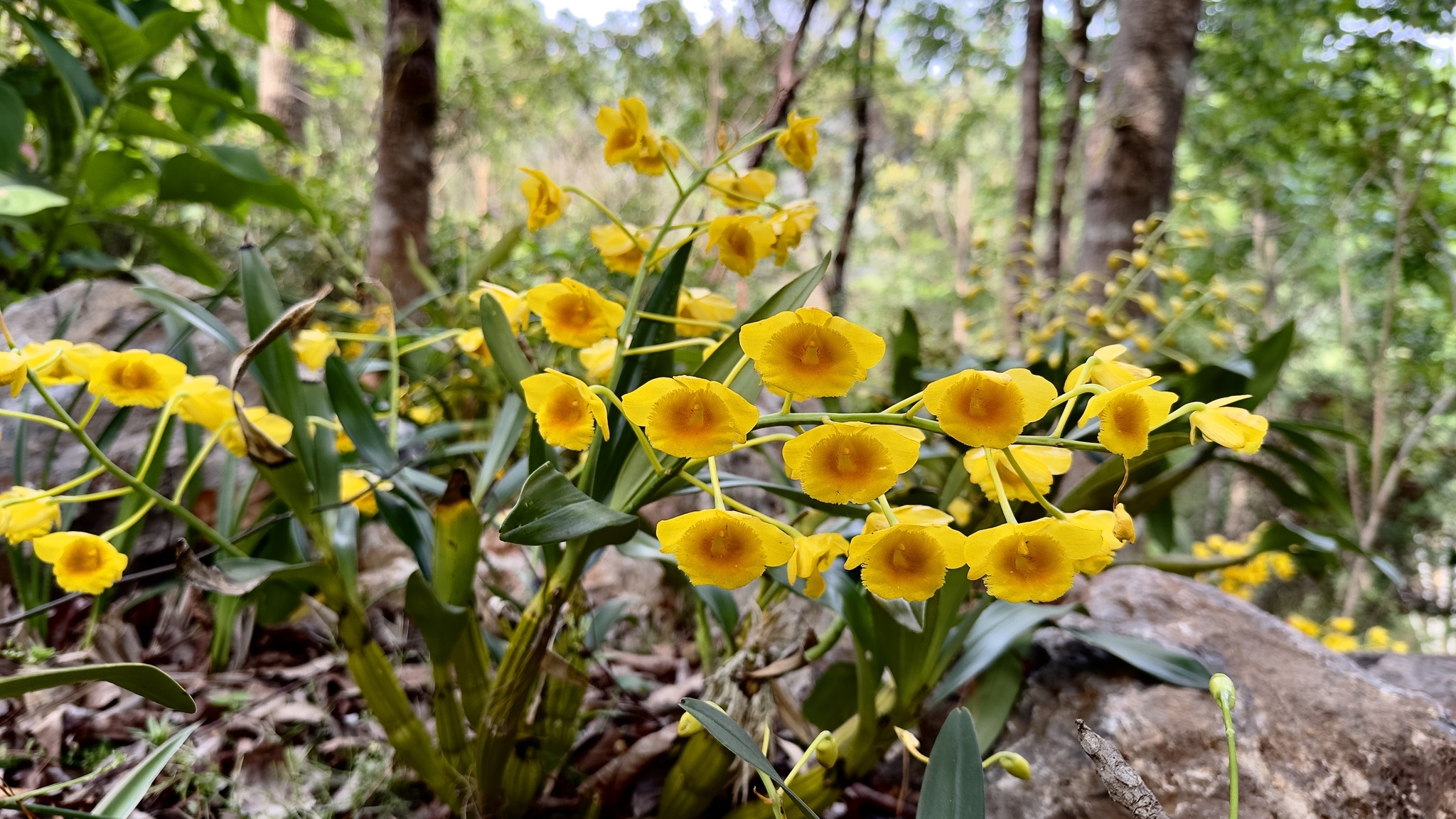 Imagem de Dendrobium-dourado