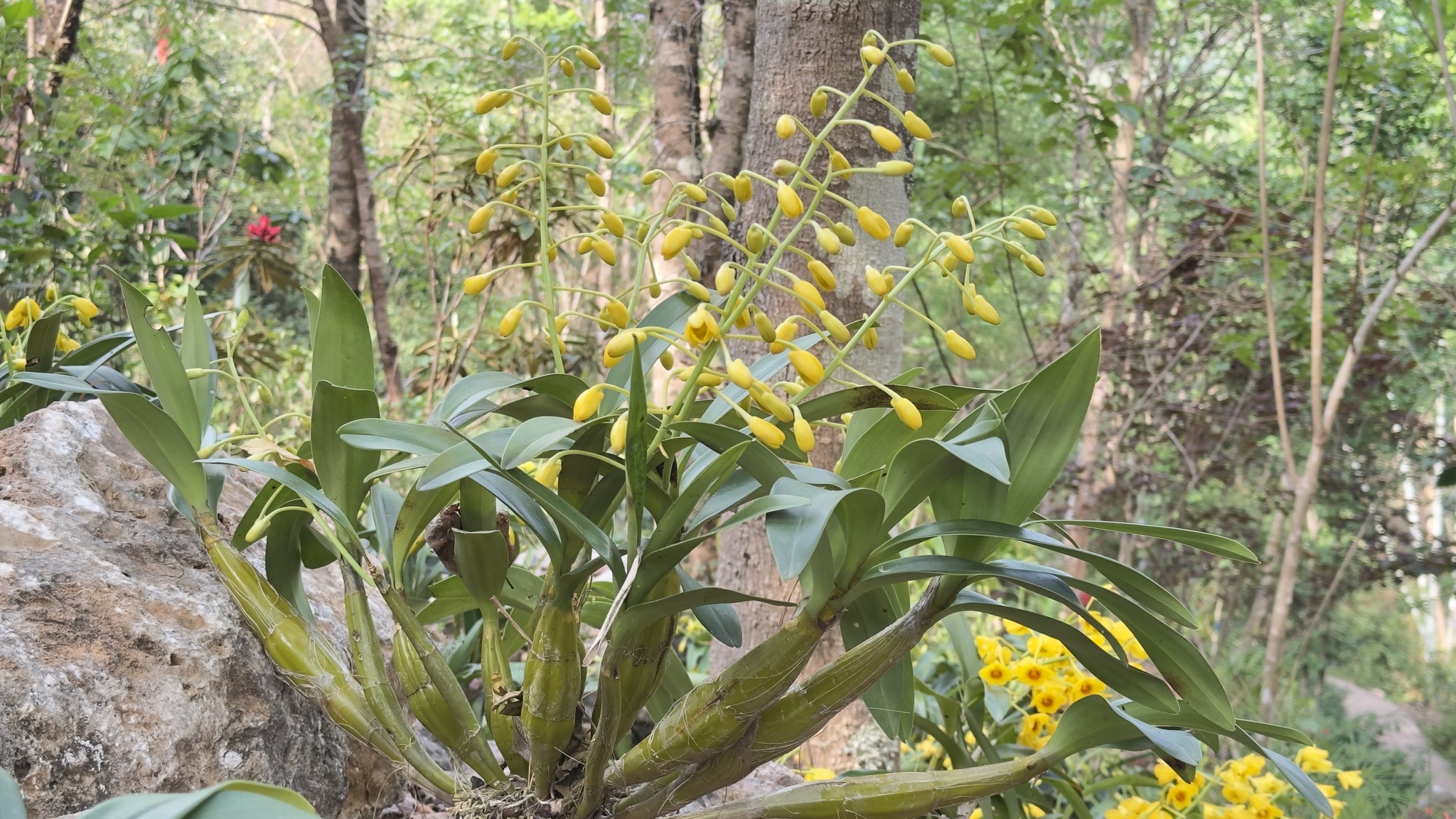Imagem de Dendrobium-dourado