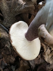 Tylopilus violatinctus