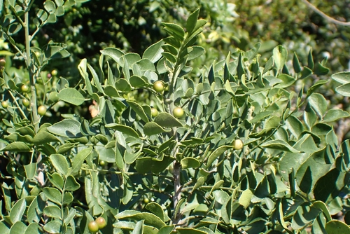 Image of Clausena anisata by (c) Karen Eichholz, some rights reserved (CC BY)