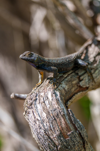 iNaturalist observation photo of Western Fence Lizard