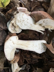 Tylopilus violatinctus