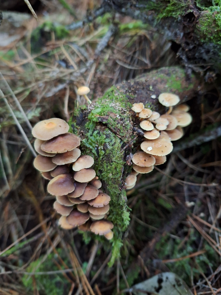 Hypholoma acutum · April 2025 · photo: © heidimeudt (iNaturalist, cc-by)
