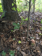 Tylopilus violatinctus